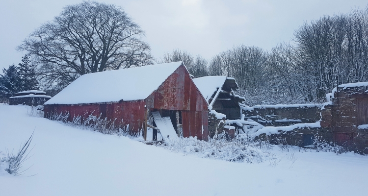 Snow Pics
