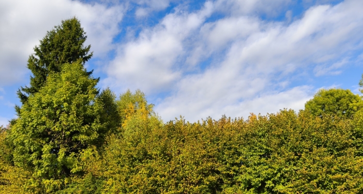 Rideout - Back An Two Wheels At Last