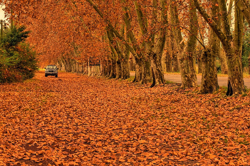 montevideo autum