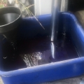 Oil removal
